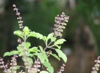 Tulsi
